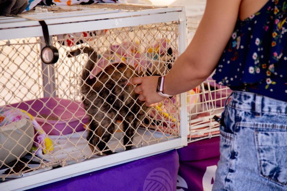 Capa da notícia: Feira Pet Buriti terá mais uma edição